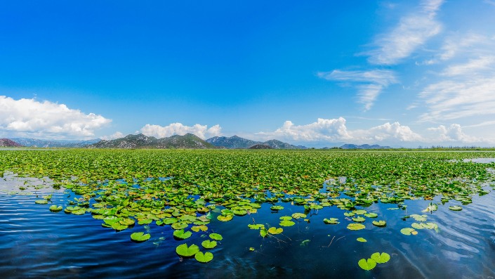 Skadar Lake covered by water lilies.