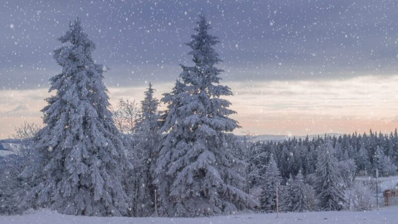 Winter landscape with frosted trees and fresh snowfall in a peaceful natural setting.